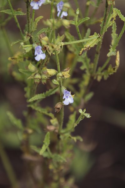 Salvia stenophylla, photographed by Tony Rebelo