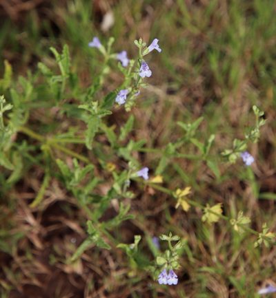 Salvia stenophylla, photographed by Tony Rebelo