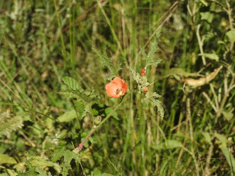 Sphaeralcea laciniata, photographed by Eduardo Luis Beltrocco