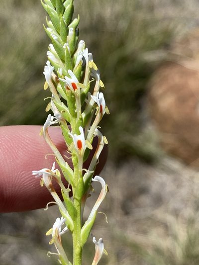 Hebenstretia robusta, photographed by Dave U