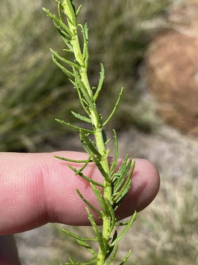 Hebenstretia robusta, photographed by Dave U