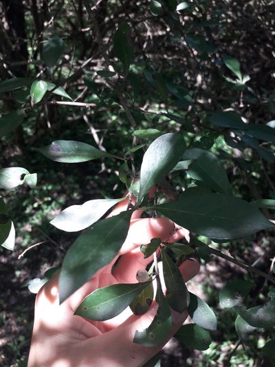 Achatocarpus praecox, photographed by Eduardo Luis Beltrocco