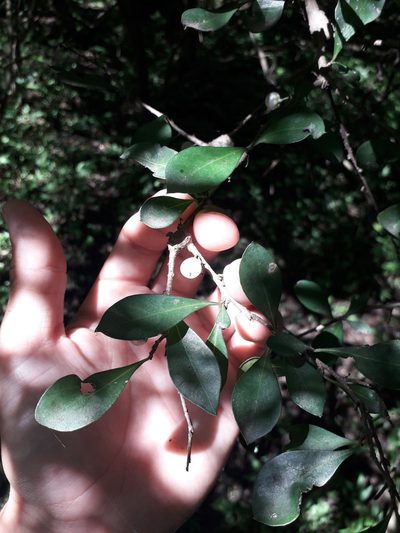 Achatocarpus praecox, photographed by Eduardo Luis Beltrocco