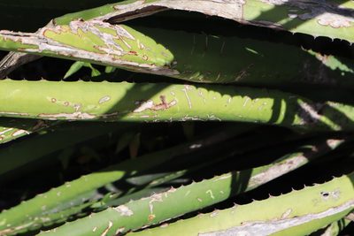 Agave decipiens, photographed by brycelee