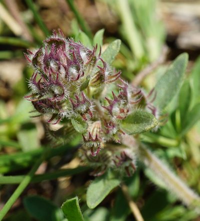 Thymus glabrescens, photographed by Patrick Hacker