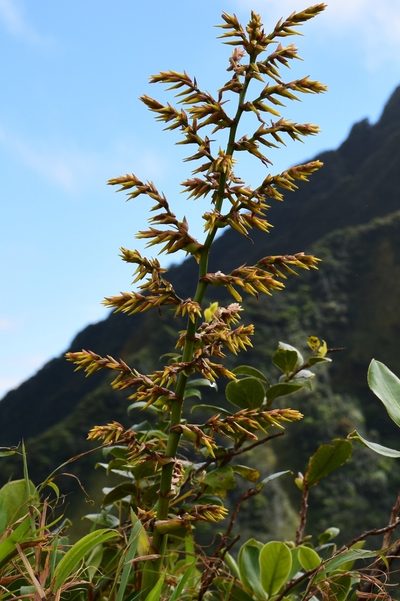 Guzmania plumieri, photographed by Zac Peterson
