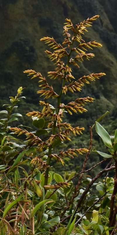 Guzmania plumieri, photographed by Zac Peterson