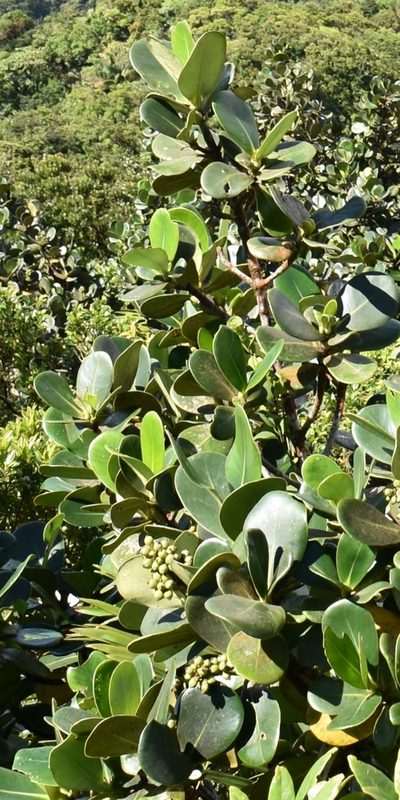 Clusia mangle, photographed by Zac Peterson
