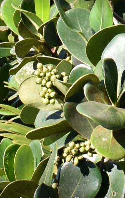 Clusia mangle, photographed by Zac Peterson
