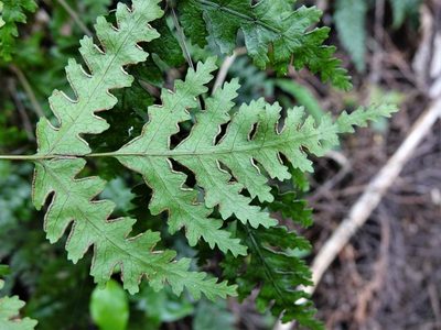 Pteris carsei, photographed by Jacqui Geux