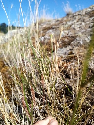 Rytidosperma maculatum, photographed by Joe Potter Butler