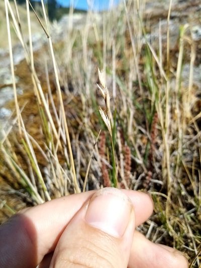 Rytidosperma maculatum, photographed by Joe Potter Butler