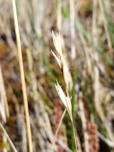 Rytidosperma maculatum, photographed by Joe Potter Butler