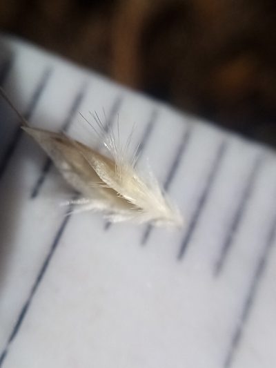 Rytidosperma maculatum, photographed by Joe Potter Butler