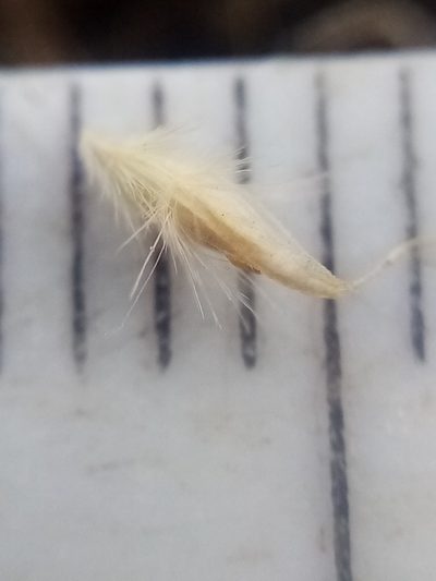 Rytidosperma maculatum, photographed by Joe Potter Butler