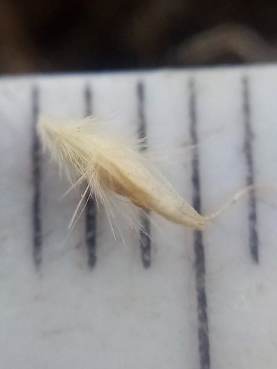 Rytidosperma maculatum, photographed by Joe Potter Butler