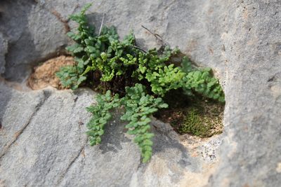 Aleuritopteris acrostica, photographed by Dyhia YOUSFI
