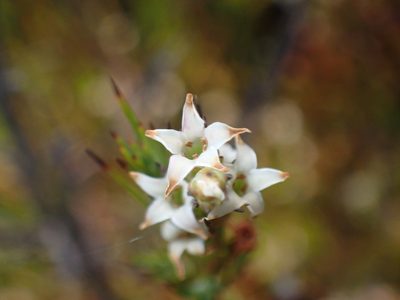 Dracophyllum lessonianum, photographed by georgiasteel