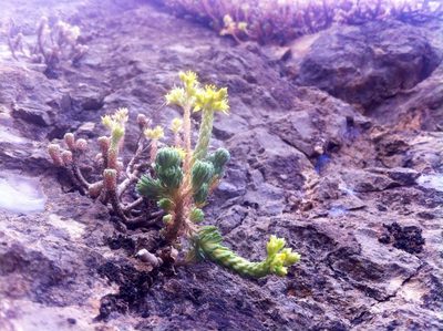 Sedum multiceps, photographed by Dyhia YOUSFI
