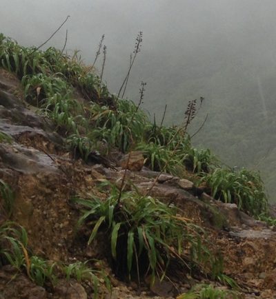 Pitcairnia micotrinensis, photographed by Zac Peterson