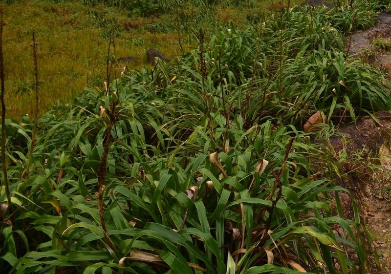 Pitcairnia micotrinensis, photographed by Zac Peterson