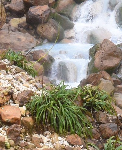 Pitcairnia micotrinensis, photographed by Zac Peterson