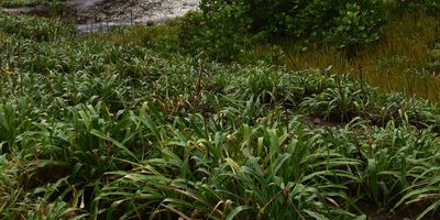 Pitcairnia micotrinensis, photographed by Zac Peterson