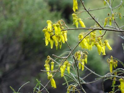 Sophora fulvida, photographed by Jacqui Geux