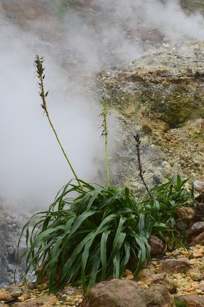 Pitcairnia micotrinensis, photographed by Zac Peterson