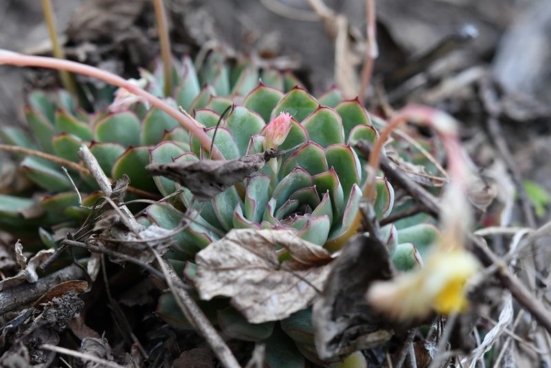 Echeveria pulidonis, photographed by Neptalí Ramírez Marcial