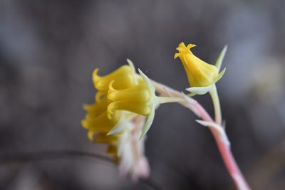 Echeveria pulidonis, photographed by Neptalí Ramírez Marcial