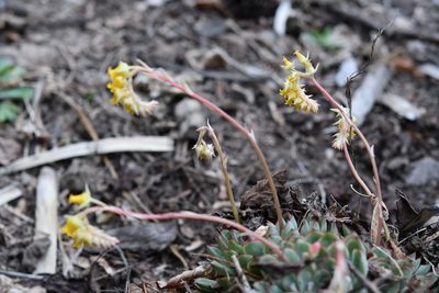 Echeveria pulidonis, photographed by Neptalí Ramírez Marcial