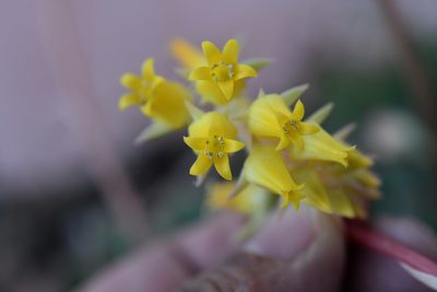 Echeveria pulidonis, photographed by Neptalí Ramírez Marcial