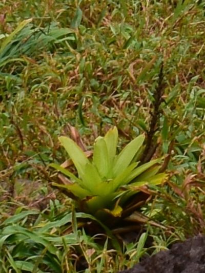 Guzmania plumieri, photographed by Zac Peterson