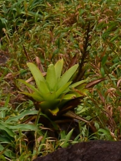 Guzmania plumieri, photographed by Zac Peterson