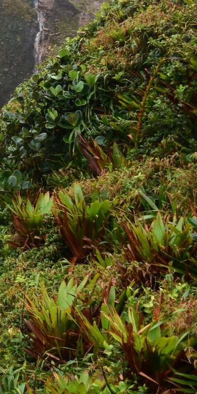 Guzmania plumieri, photographed by Zac Peterson