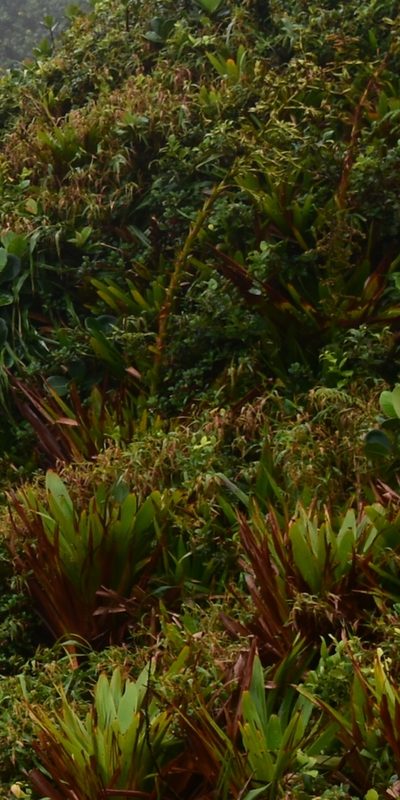 Guzmania plumieri, photographed by Zac Peterson