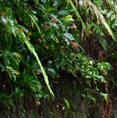 Palicourea croceoides, photographed by Zac Peterson