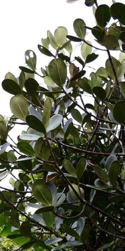 Clusia mangle, photographed by Zac Peterson