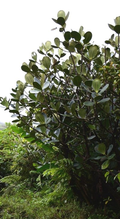 Clusia mangle, photographed by Zac Peterson