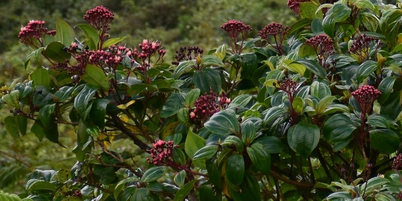 Miconia corymbosa, photographed by Zac Peterson