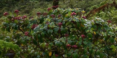 Miconia corymbosa, photographed by Zac Peterson