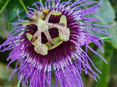 Passiflora amethystina, photographed by Ronald Péret