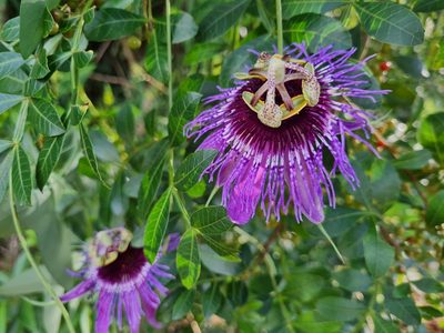 Passiflora amethystina, photographed by Ronald Péret