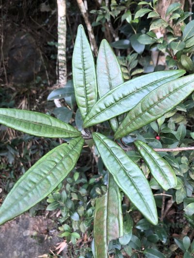 Ardisia lindleyana, photographed by Smriti S.