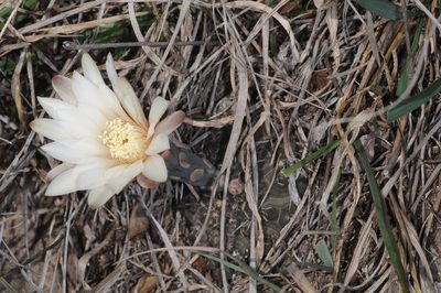 Gymnocalycium quehlianum, photographed by aacocucci