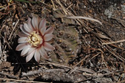 Gymnocalycium quehlianum, photographed by aacocucci