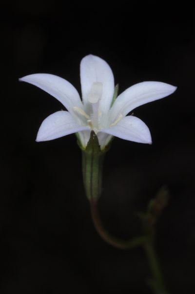 Wahlenbergia linarioides, photographed by aacocucci