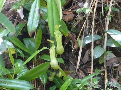 Nepenthes distillatoria, photographed by eamonccorbett