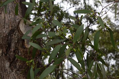 Muellerina eucalyptoides, photographed by Thomas Mesaglio
